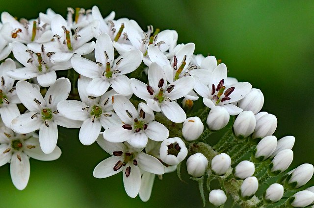 オカトラノオの花