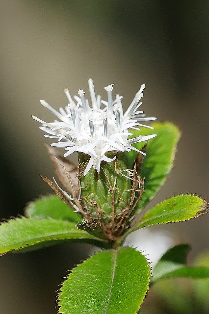 オケラの雄花