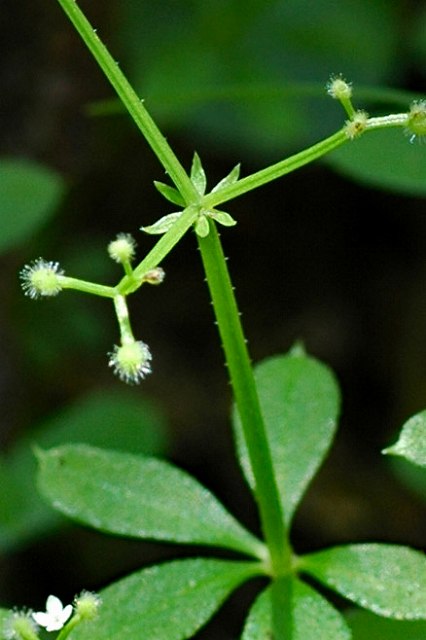 オククルマムグラの茎