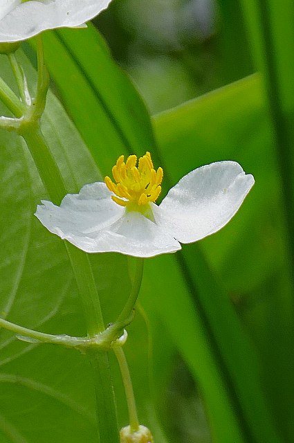 オモダカの花