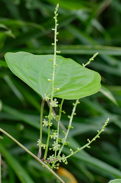 オニドコロの雄花序