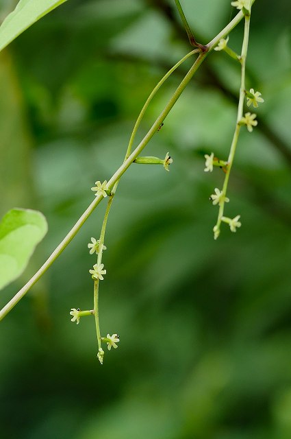 オニドコロの雌花序