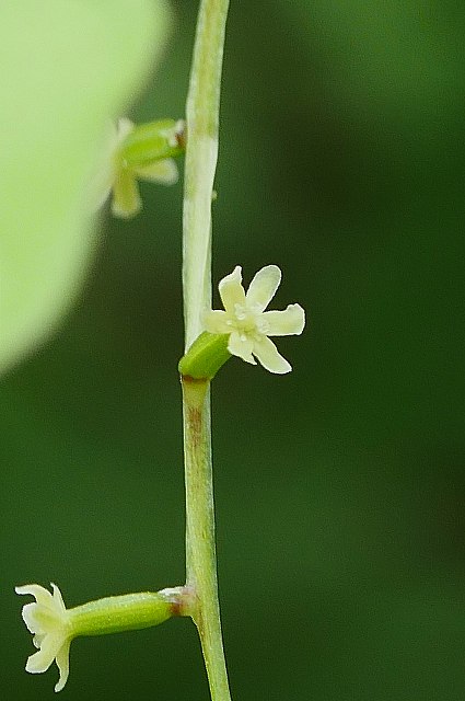 オニドコロの雌花