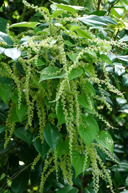 オニドコロの雌花序