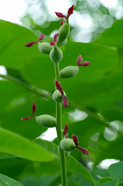 オニグルミの雌花