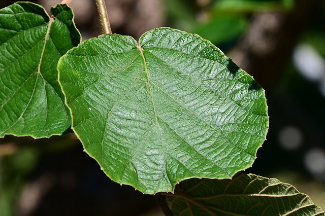 オニマタタビの葉