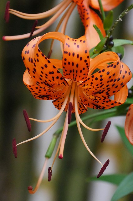 オニユリの花