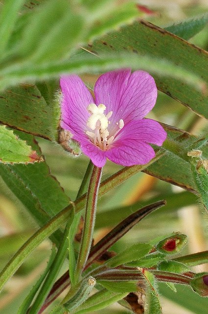 オオアカバナの花