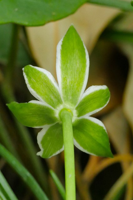 オオアマナの花の裏面