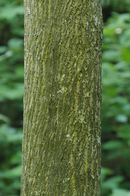 オオバアサガラの樹皮