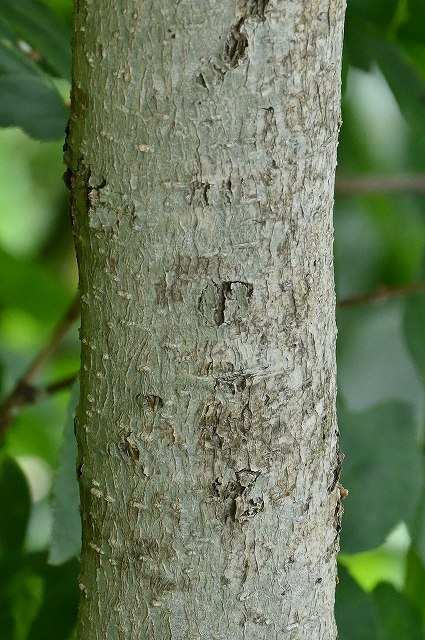オオバイボタの樹皮