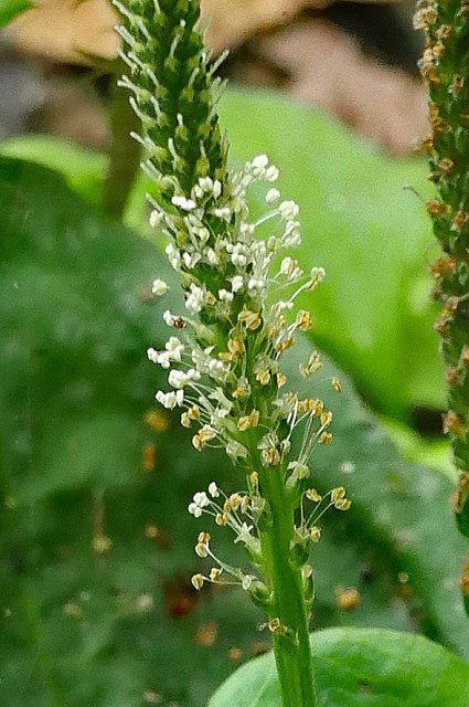 オオバコの花