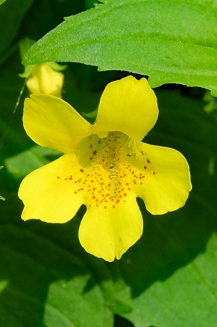 オオバミゾホオズキの花