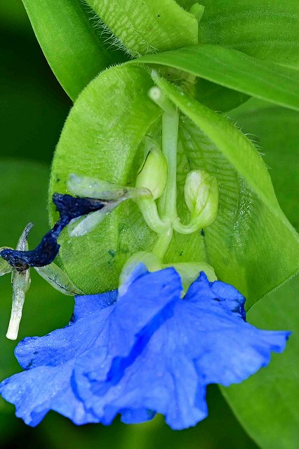 オオボウシバナの花序