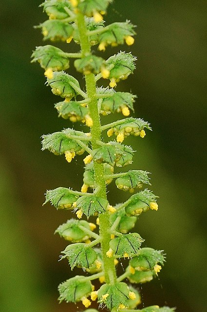 オオブタクサの雄花