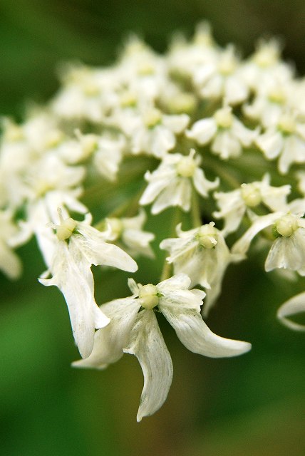 オオハナウドの外周の花