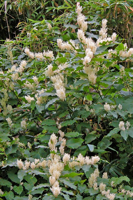 オオイタドリの雄花