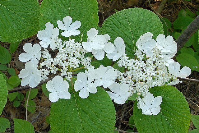 オオカメノキの花