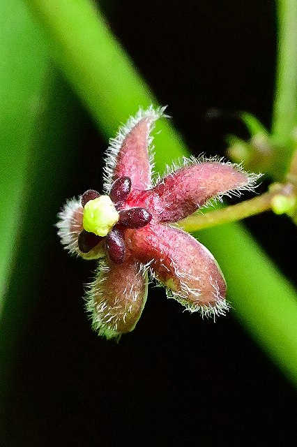 オオカモメヅルの花