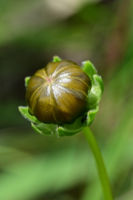 オオキンケイギクの蕾