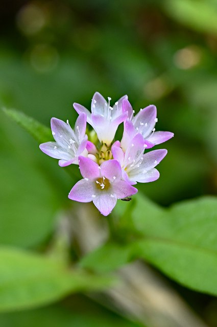 オオミゾソバの花