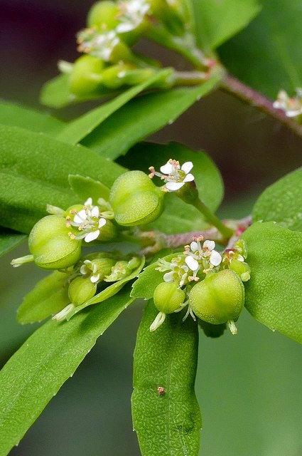 オオニシキソウの花序