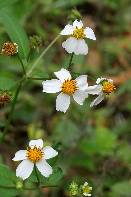 オオバナノセンダングサの花