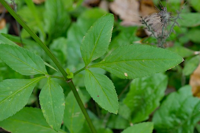 オオバナノセンダングサの葉