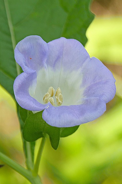 オオセンナリの花