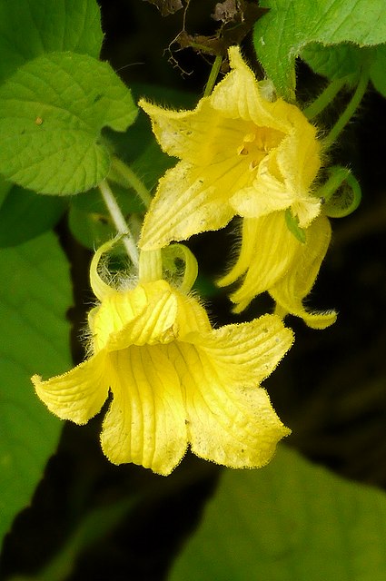 オオスズメウリの花