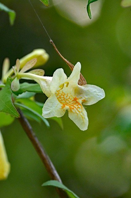 オオツクバネウツギの花