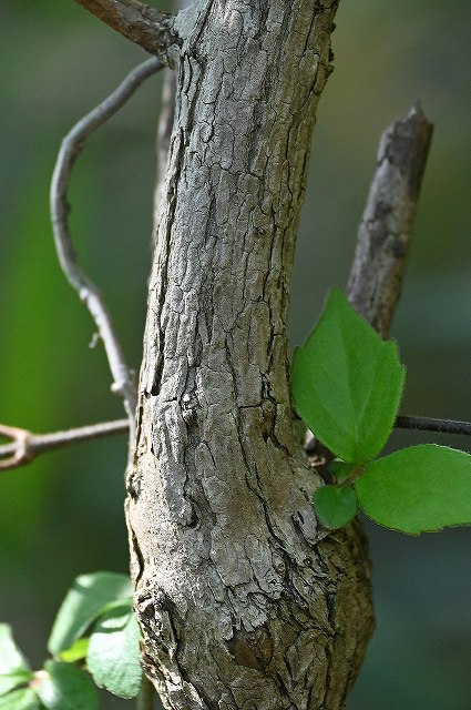 オオツクバネウツギの樹皮