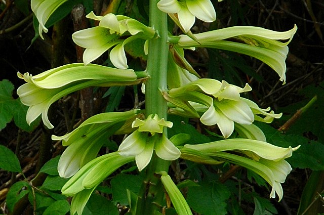 オオウバユリの花