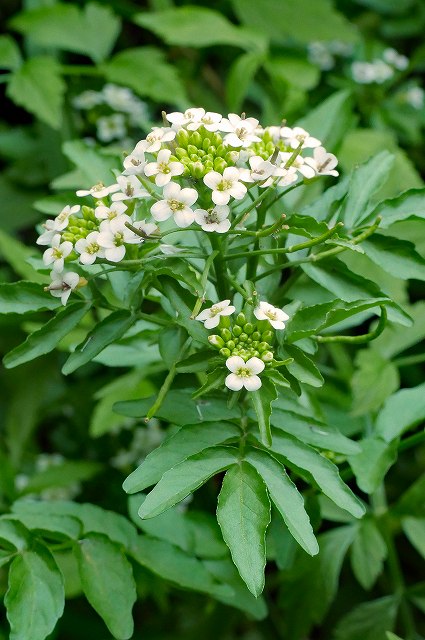 オランダガラシの花