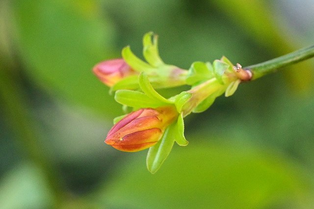 オウバイモドキの蕾
