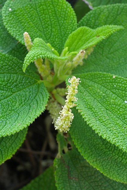 ラセイタソウの雄花序