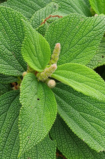 ラセイタソウの雌花序