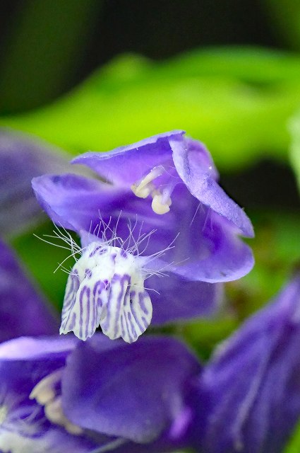 ラショウモンカズラの花