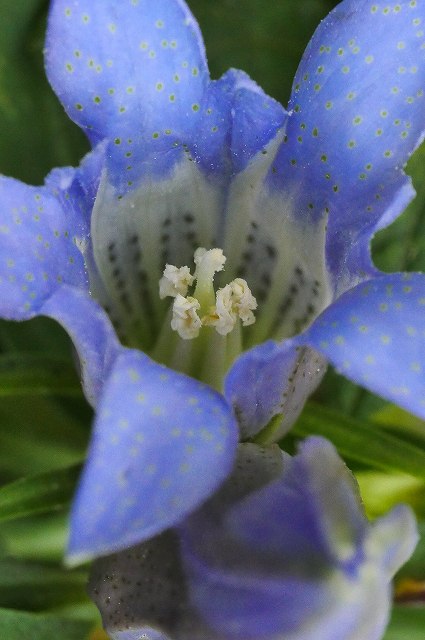 リンドウの花