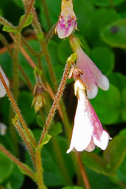 リンネソウの花柄