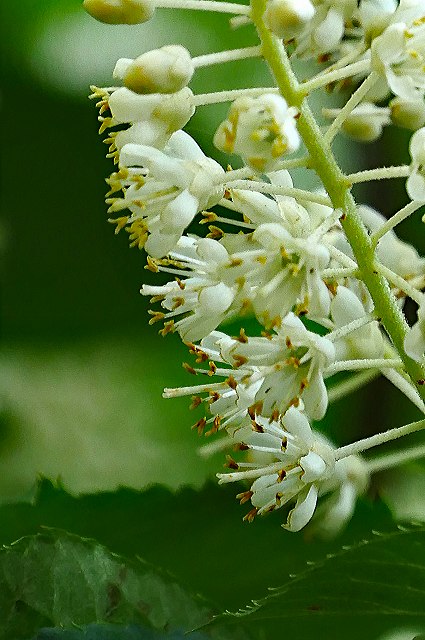 リョウブの花