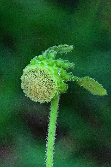 サジガンクビソウの頭花