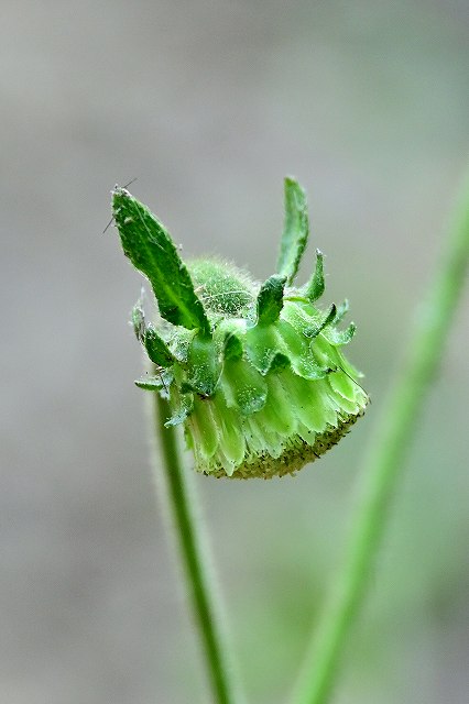 サジガンクビソウの頭花-2