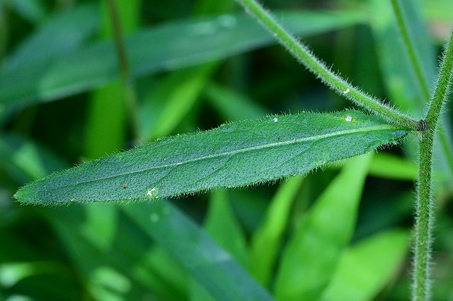 サジガンクビソウの茎葉