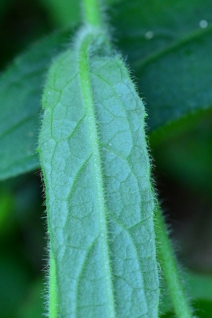 サジガンクビソウの茎葉-2