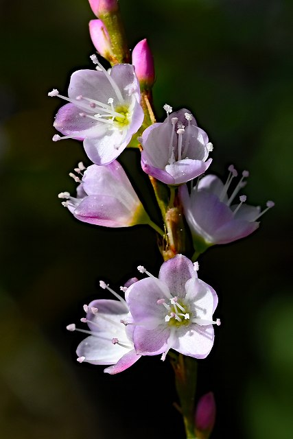 サクラタデの短花柱花