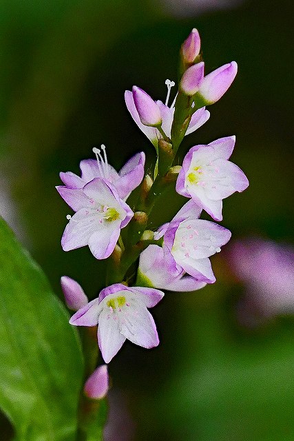 サクラタデの長花柱花