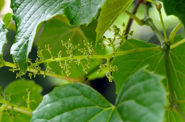 サンカクヅルの花穂