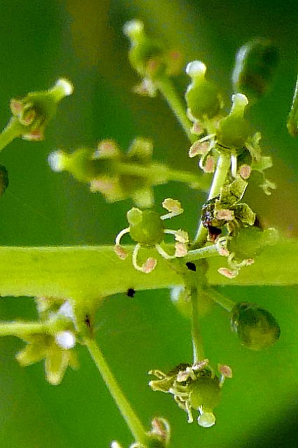 サンカクヅルの雌花