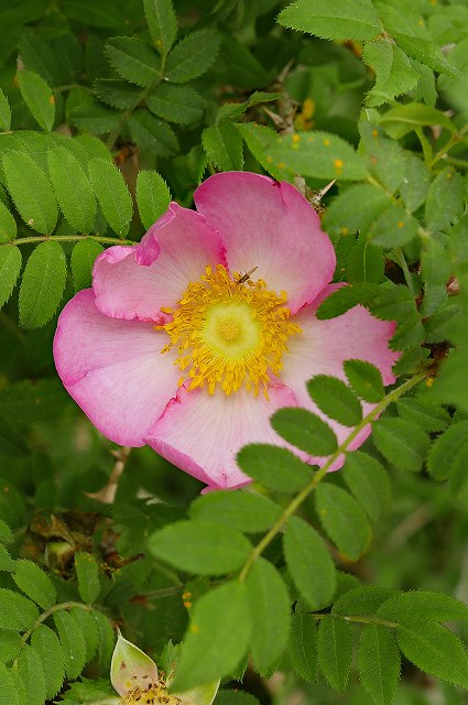 サンショウバラの花